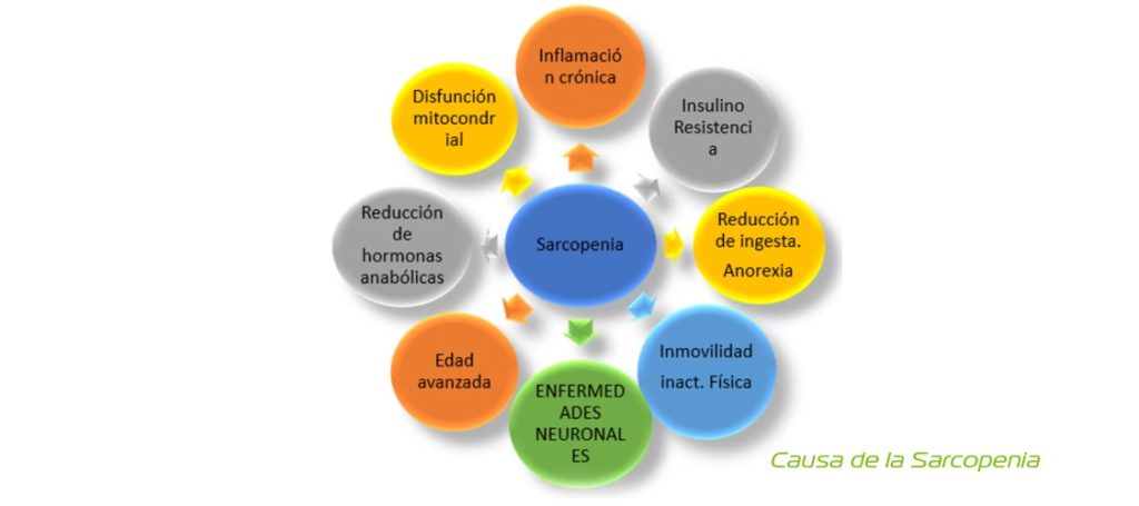 causas de la sarcopenia